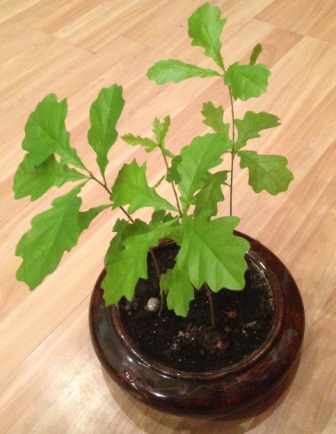 Дубы Сергея Козырева